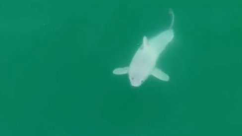 NEVEROVATNO OTKRIĆE: Prvi put u istoriji snimljeno mladunče velikog morskog psa, istraživači nisu mogli verovati šta vide (VIDEO)