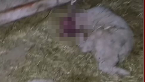 ХОРОР КОД ВРШЦА: Дечак (13) секиром поубијао 12 јагањаца (ВИДЕО/ФОТО)