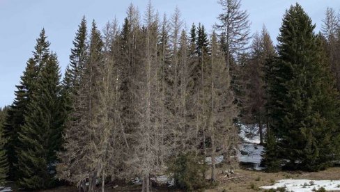 ПОТКОРЊАК БРСТИ ЈЕЛЕ: Шуме на северу Црне Горе нестају под најездом штеточине