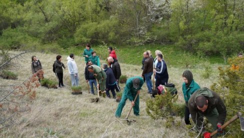 ЗАСАЂЕНО 2.000 ЦРНИХ БОРОВА: Велика акција пошумљавања планине Гоч повише Врњачке Бање