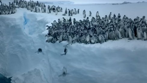 ПРВИ ПУТ ЗАБЕЛЕЖЕНО КАМЕРОМ: Седамсто младунаца пингвина скакало са ледене литице (ВИДЕО)