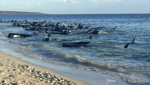 TUŽAN PRIZOR: Nasukalo se 160 kitova, u toku spasavanje